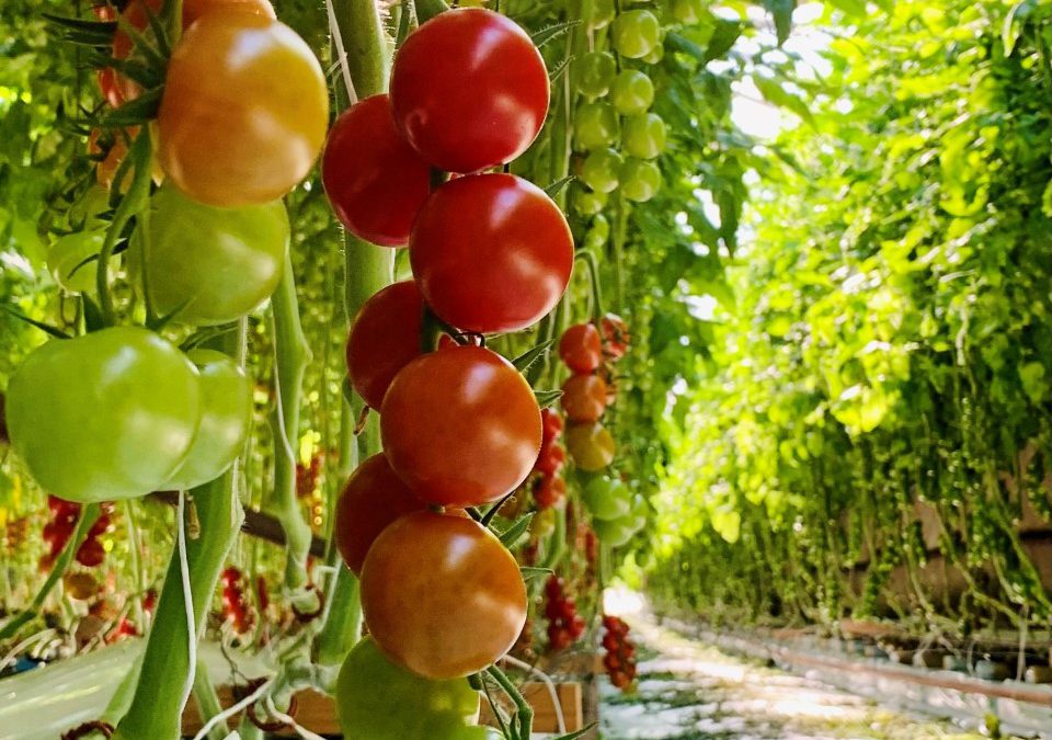 Tomatfestival på Warberg Tomateria 17-18 sep