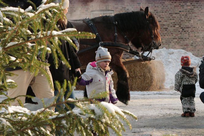Julstämning på Öströö fårfarm